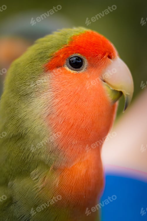 Preview: Vibrant rosy-faced lovebird (Agapornis roseicollis) against a green backdrop