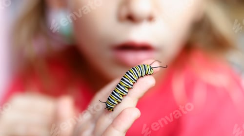 Preview: Monarch caterpillar