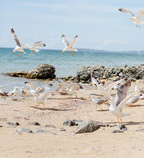 Preview: Group of several seagulls walking along the coastline