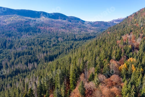 Preview: Aerial view of evergreen forest mixed with deciduous trees in the autumn