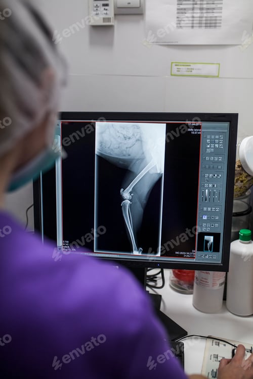 Preview: surgery room of the veterinary clinic