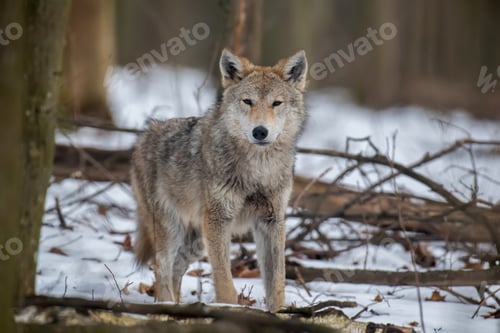 Preview: Wolf in the forest up close. Wild animal in the natural habitat