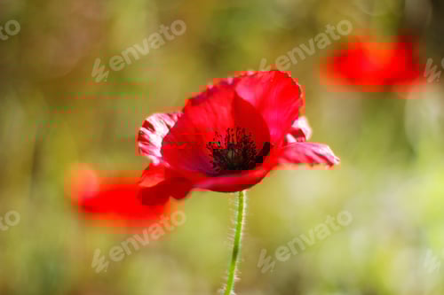 Preview: Close-up of scarlet poppies