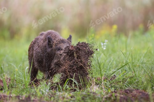 Preview: Wild boar, sus scrofa, digging on a meadow throwing mud around with its nose