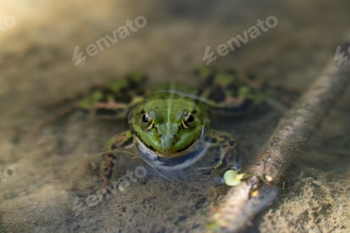 Preview: Green frog in a water tub reclining on a bed of soft moss, situated on the ground