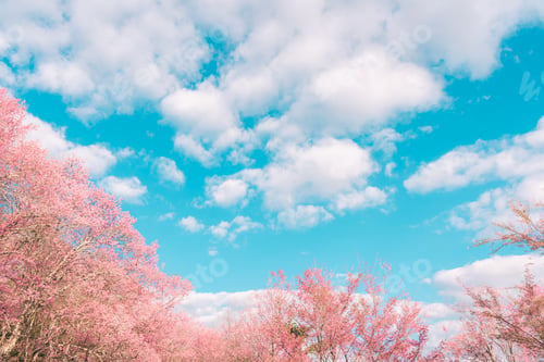 Preview: beautiful sky and bloom pink flowers in spring time, Nature and travel concept.