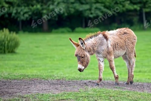 Preview: Donkey in a clearing