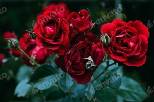 Preview: close up view of beautiful red rose flowers