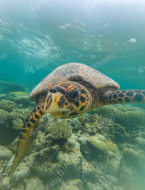 Preview: Sea turtles swims underwater. Underwater sea turtles. Sea turtles underwater scene.