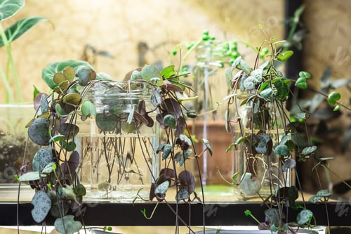Preview: Ceropegia Woodii house plant Propagation in water