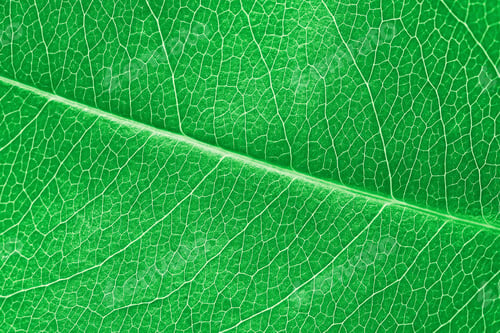 Preview: Macro green leaf texture with beautiful relief facture of plant, close up macro photo of pure nature