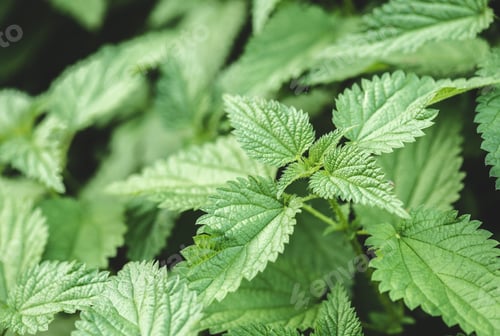 Preview: selective focus of nettle green leaves in park