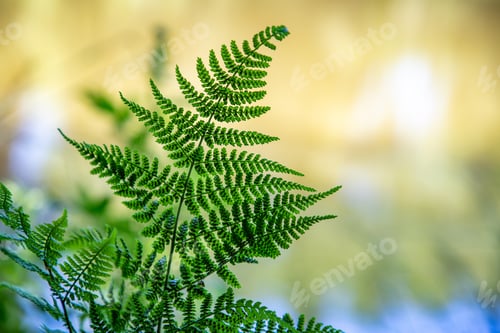 Preview: green fern