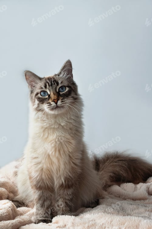 Preview: Furry kitten of seal lynx point color with blue eyes is sitting on a pink blanket and gray