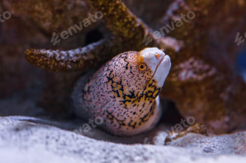 Preview: Underwater shot of fish Echidna nebulosa
