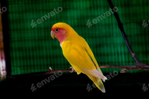 Preview: Beautiful yellow lovebird perched on a tree branch, looking directly at the camera.