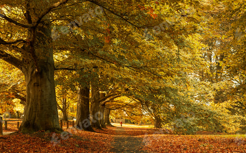 Preview: Beautiful autumn scenery in the park with the yellow leaves fallen on the ground