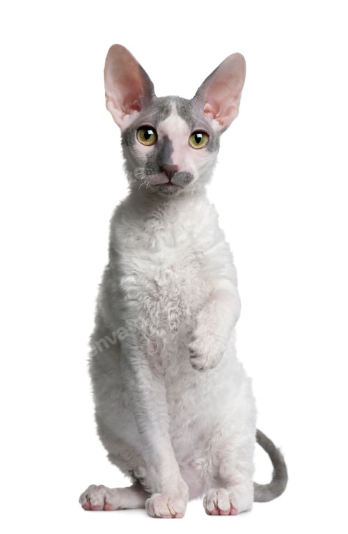 Preview: Cornish rex kitten, 4 months old, sitting in front of white background