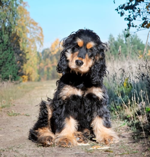 Preview: English Cocker Spaniel