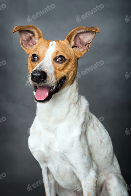 Preview: Dog portrait