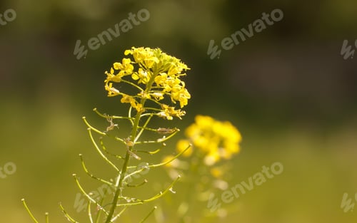 Preview: Beautiful yellow flowers