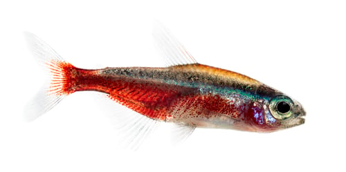 Preview: Side view of a cardinal tetra isolated on white