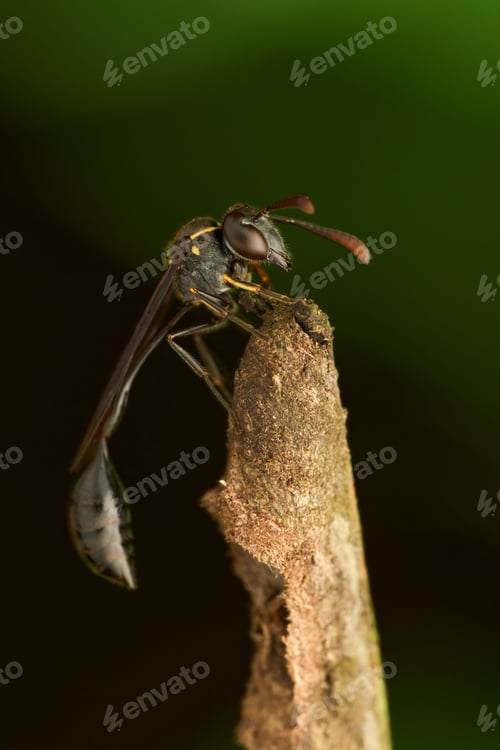 Preview: Closeup of Stripe-legged Robber Fly (Dioctria hyalipennis) perched on the end of a wooden stick