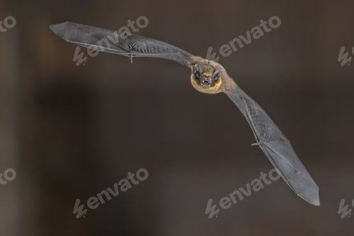 Preview: Flying pipistrelle bat