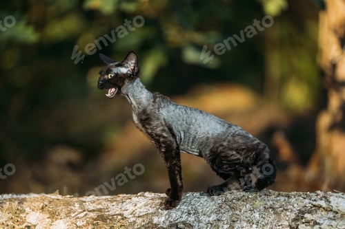 Preview: Cute Funny Curious Playful Gray Black Devon Rex Cat sitting on fallen tree trunk in forest, garden