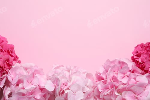Preview: Beautiful hortensia flowers on pink background, flat lay. Space for text
