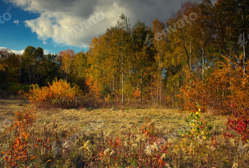 Preview: Forest and meadow in sunny autumn day
