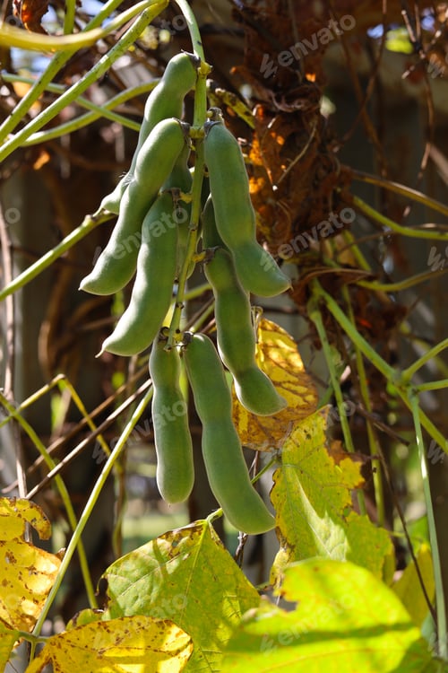 Preview: Green velvet bean pods hanging from a tree branch.