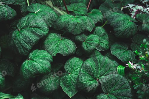 Preview: tropical forest ecology and natural greenery background, nature scene with plant leaf