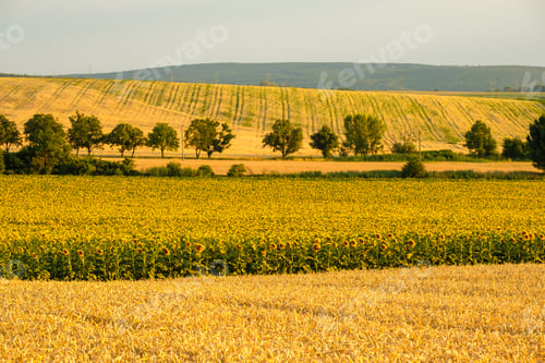 Preview: Large blooming sunflower field wind-break in countryside