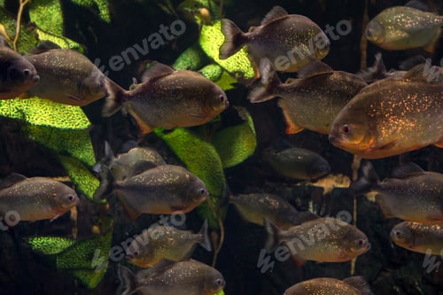 Preview: Group of piranhas floating in an aquarium