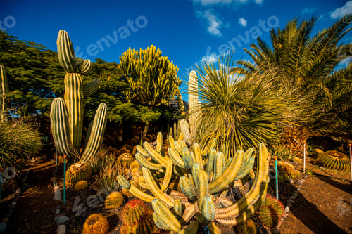 Preview: Cactus garden on Gran Canaria island