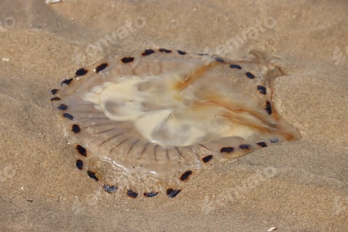 Preview: Beached jellyfish