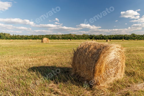 Preview: Hay rolls in a golden field