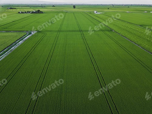 Preview: Aerial drone view of green rice field with landscape green pattern nature background.