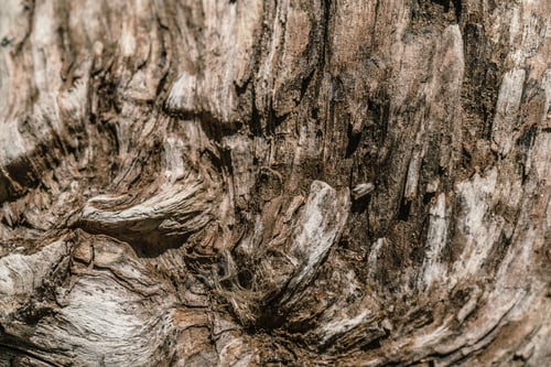 Preview: The texture of untreated old wood with cracks.