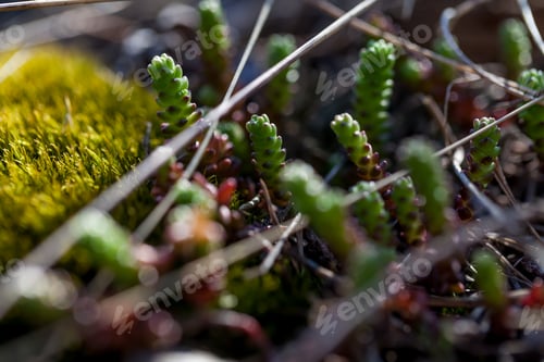Preview: Jovibarba globifera plants grown in the forest