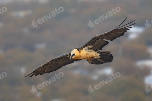 Preview: Bearded vulture flying
