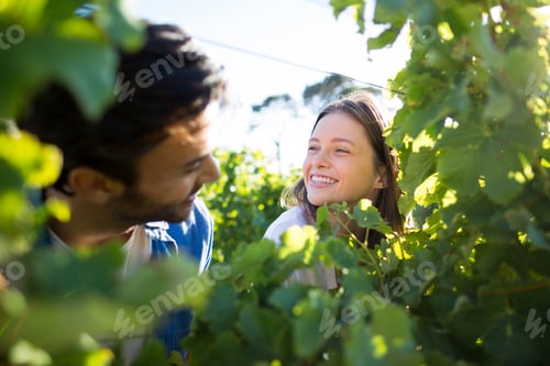 Preview: Happy couple seen through plants at vineyard