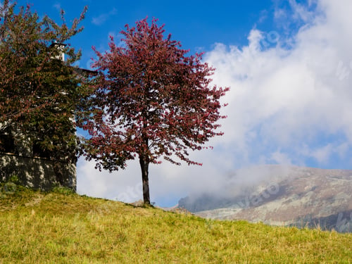 Preview: red leves tree in autumn