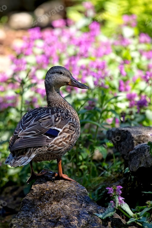 Preview: Mallard Duck Standing Near Purple Flowers in Nature