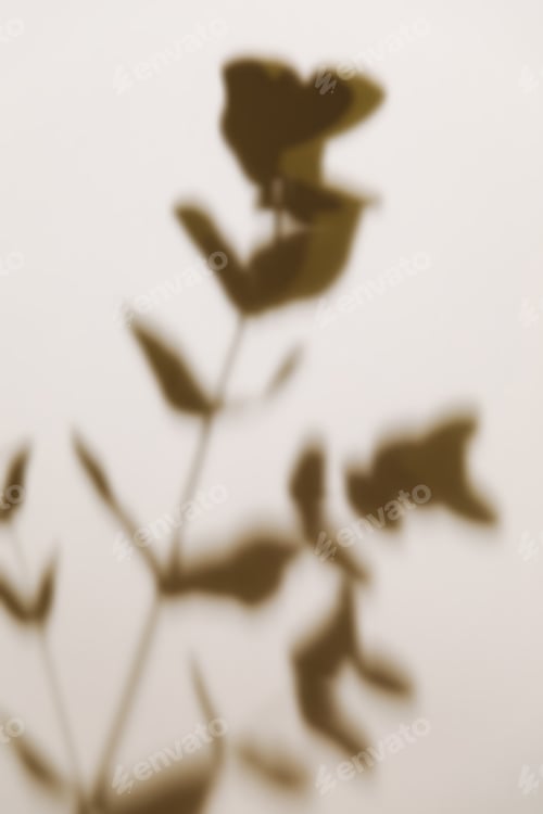 Preview: Eucalyptus branch shadow on pastel neutral beige background. Flat lay. Minimal concept with shadow