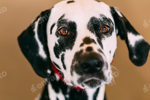 Preview: Close up of the face of a dalmatian dog