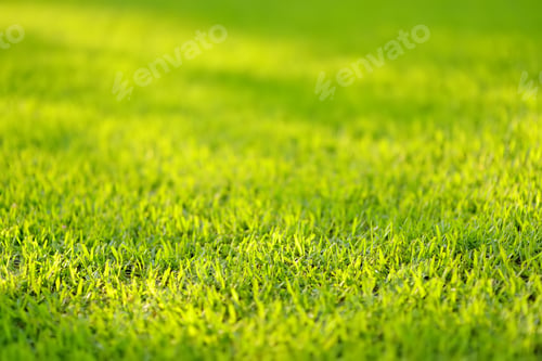 Preview: Fresh green trimmed grass on the lawn on a sunny day. Texture.