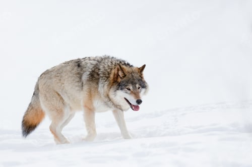 Preview: Canis Lupus walking on snow at nature park