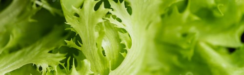 Preview: close up view of fresh green salad leaves, panoramic shot